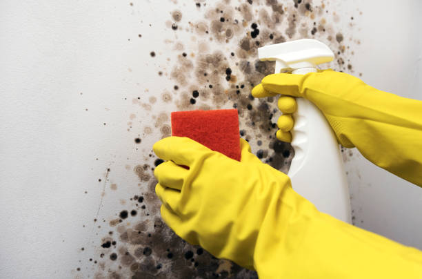 Best Post-Flood Mold Remediation in Massapequa, NY